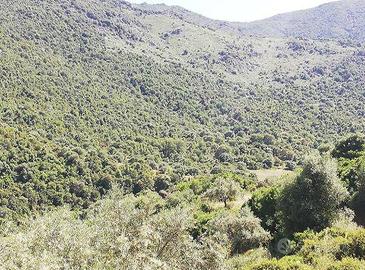 Immobile in asta di 277280 m² a Austis