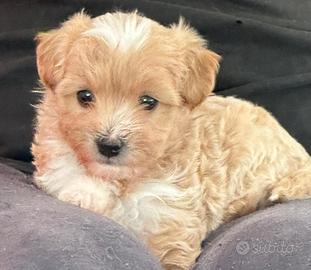 Maschietto cane maltipoo