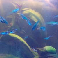 Endler maschi e femmine