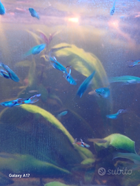 Endler maschi e femmine