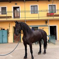 Cavalla Frisona 8 anni