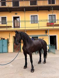 Cavalla Frisona 8 anni