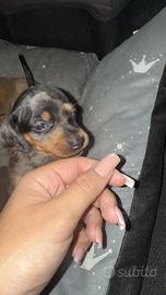 Bassotta arlecchino nero merle