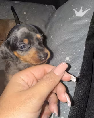 Bassotta arlecchino nero merle