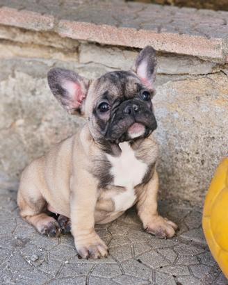 Bulldog/ francese cuccioli pedigree ENCI