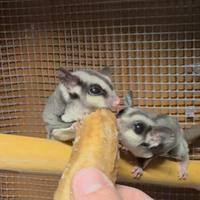 2 Petauri dello zucchero