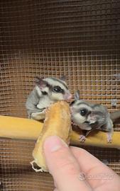 2 Petauri dello zucchero