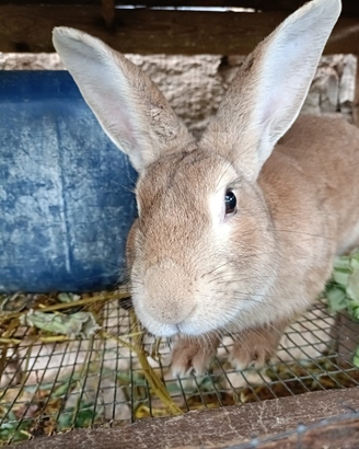 Coniglio