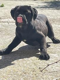 Cane corso