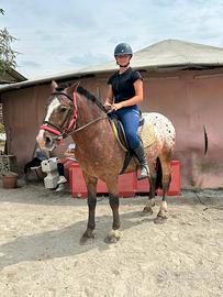 Puledro appaloosa 4 anni
