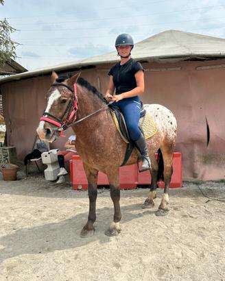 Puledro appaloosa 4 anni