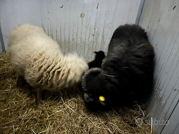 Pecore Ouessant angnello femmina