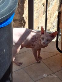 Gatta sphynx