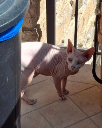 Gatta sphynx