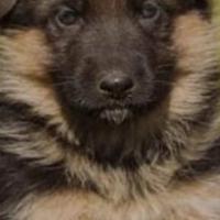 Pastore tedesco originali