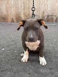 Cucciolo maschio di Amstaff blue nose