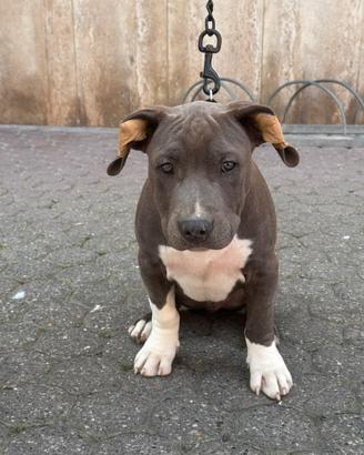 Cucciolo maschio di Amstaff blue nose