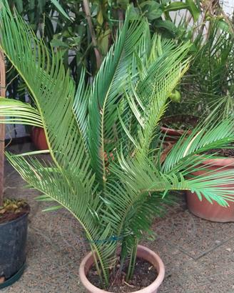 Piante da interno e da esterno