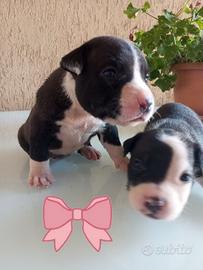 Cuccioli di Amstaff