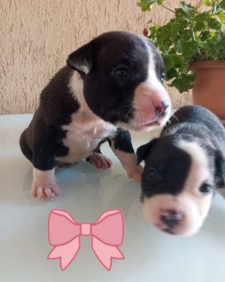 Cuccioli di Amstaff