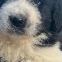 Cuccioli border collie