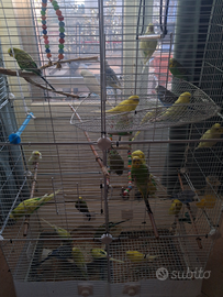 Cocorite (prezzo trattabile)