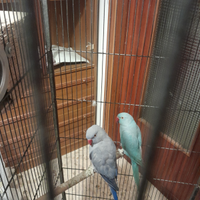 Parrocchetti dal collare coppia prezzo trattabile