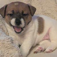 Femmina di jack russell