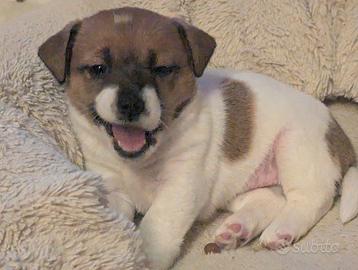 Femmina di jack russell