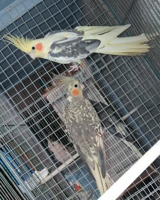 Disponibile coppia riproduttiva