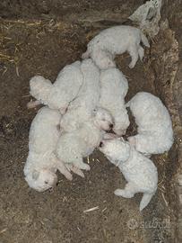 Cuccioli di pastore maremmano/marsicano