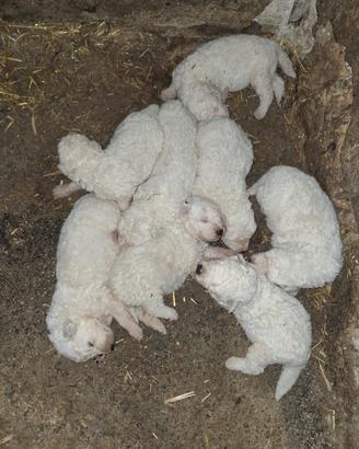 Cuccioli di pastore maremmano/marsicano