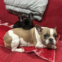 Cucciola Bulldog Francese