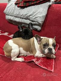 Cucciola Bulldog Francese