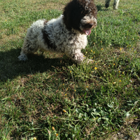 Cuccioli Lagotto