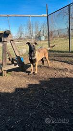 Ultima cucciola di pastore belga malinois