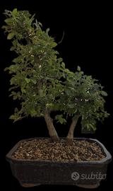 Bonsai Olmo(Ulmus Minor) stile padre figlio