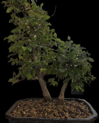 Bonsai Olmo(Ulmus Minor) stile padre figlio