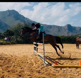 Cavallo da salto