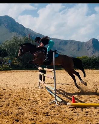 Cavallo da salto