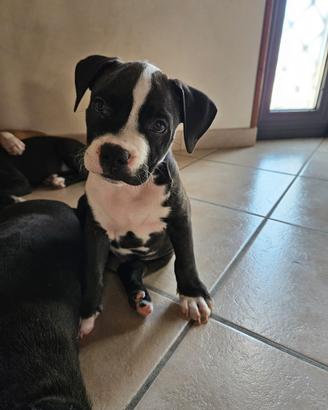 Cuccioli Amstaff/Pitbull