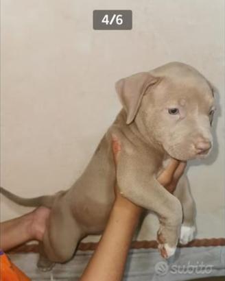 Cucciole pittbul