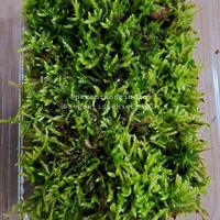 Muschio vivo per terrari 