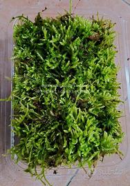 Muschio vivo per terrari 