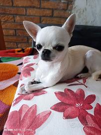 Chihuahua razza pura