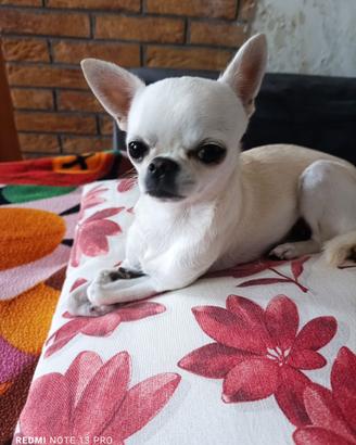 Chihuahua razza pura