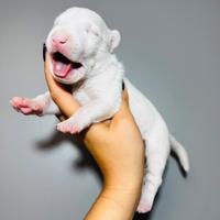 Bull terrier miniature