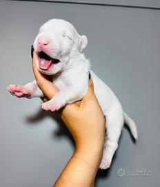 Bull terrier miniature