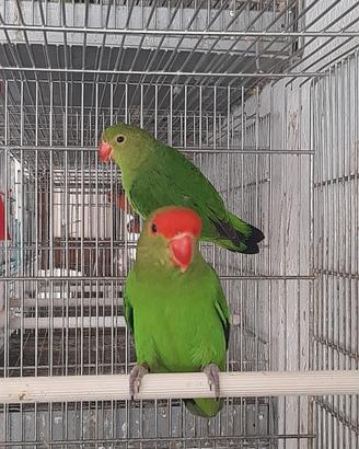 Inseparabili no allevati a mano