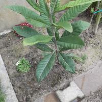 piante di nespolo cinese